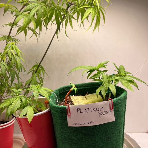 Auto Northern Lights growlog timeline photo