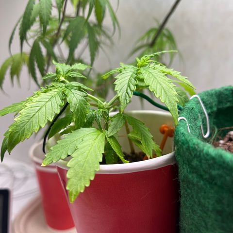 Auto Northern Lights growlog timeline photo
