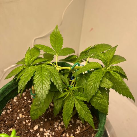 Auto Northern Lights growlog timeline photo
