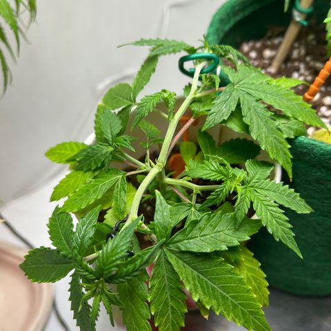 Auto Northern Lights growlog timeline photo