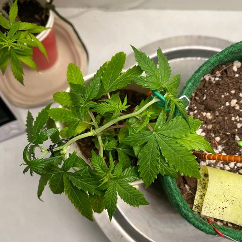 Auto Northern Lights growlog timeline photo
