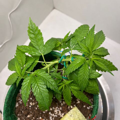 Auto Northern Lights growlog timeline photo