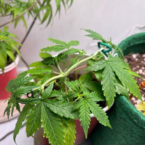 Auto Northern Lights growlog timeline photo