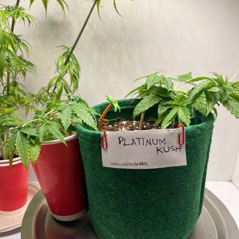 Auto Northern Lights growlog timeline photo