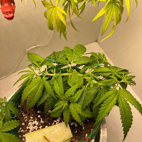 Auto Northern Lights growlog timeline photo