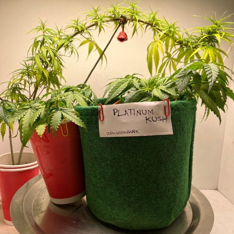 Auto Northern Lights growlog timeline photo