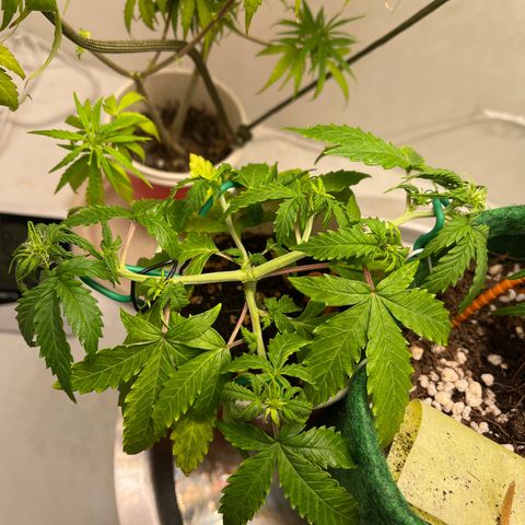 Auto Northern Lights growlog timeline photo
