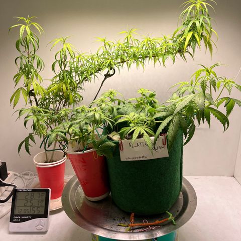 Auto Northern Lights growlog timeline photo