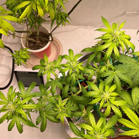 Auto Northern Lights growlog timeline photo
