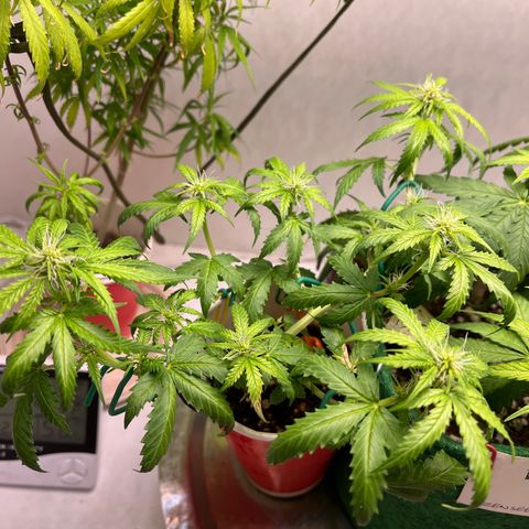 Auto Northern Lights growlog timeline photo