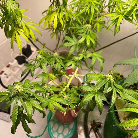 Auto Northern Lights growlog timeline photo