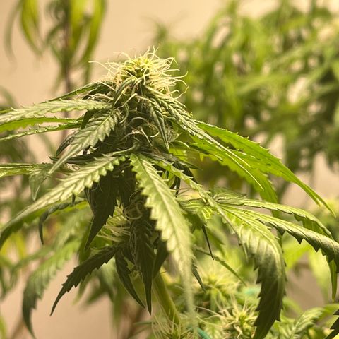 Auto Northern Lights growlog timeline photo