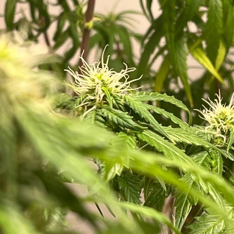 Auto Northern Lights growlog timeline photo