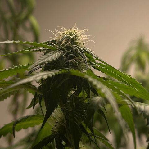 Auto Northern Lights growlog timeline photo