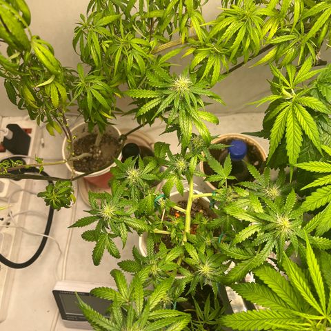 Auto Northern Lights growlog timeline photo