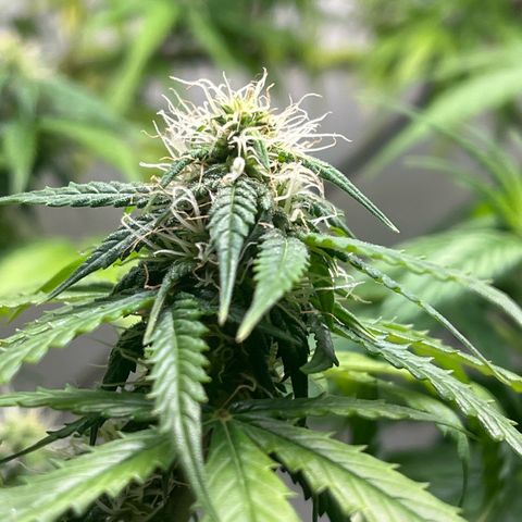 Auto Northern Lights growlog timeline photo