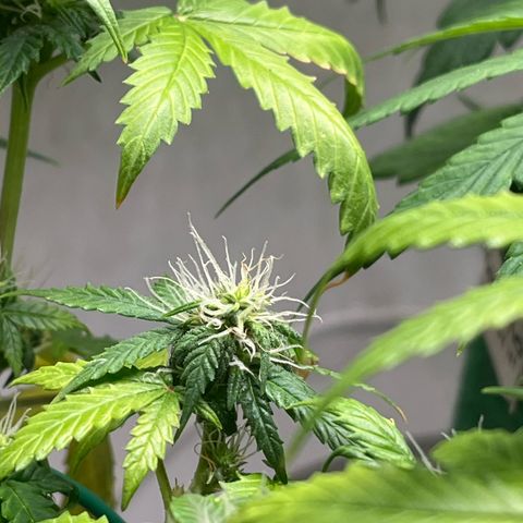 Auto Northern Lights growlog timeline photo