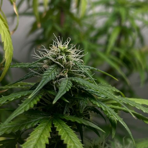 Auto Northern Lights growlog timeline photo