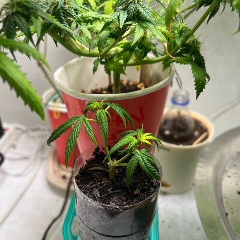 Auto Northern Lights growlog timeline photo