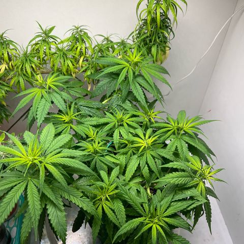 Auto Northern Lights growlog timeline photo