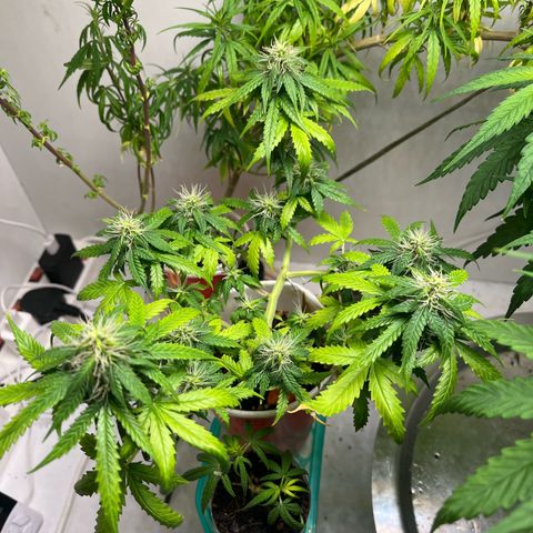 Auto Northern Lights growlog timeline photo
