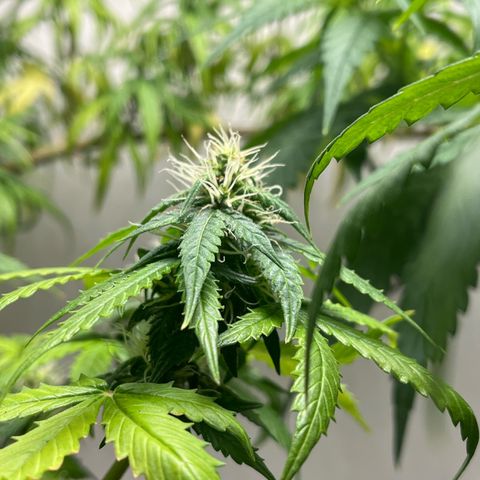 Auto Northern Lights growlog timeline photo