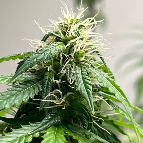 Auto Northern Lights growlog timeline photo