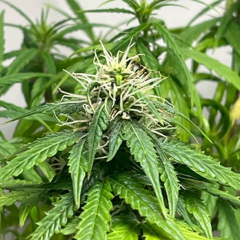 Auto Northern Lights growlog timeline photo
