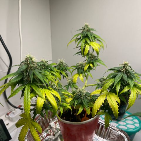 Auto Northern Lights growlog timeline photo