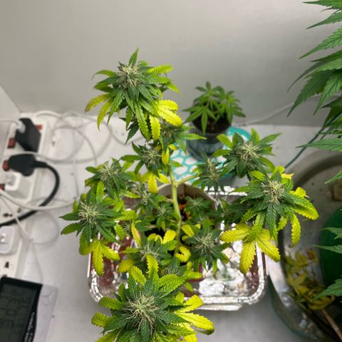 Auto Northern Lights growlog timeline photo