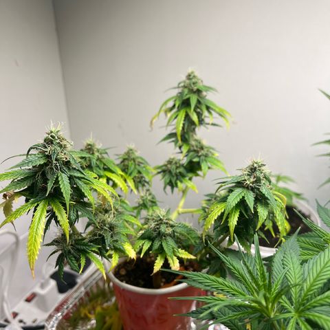 Auto Northern Lights growlog timeline photo