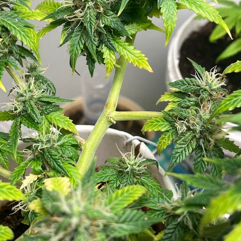 Auto Northern Lights growlog timeline photo