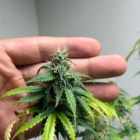 Auto Northern Lights growlog timeline photo