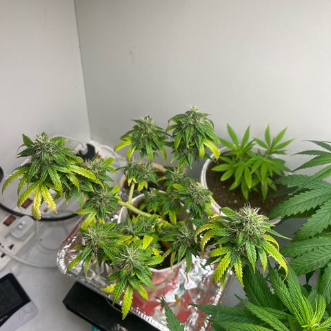 Auto Northern Lights growlog timeline photo