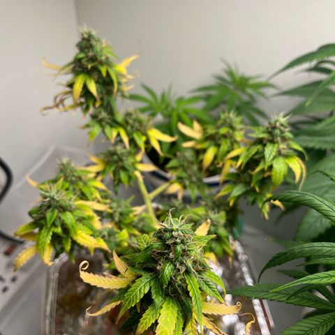 Auto Northern Lights growlog timeline photo