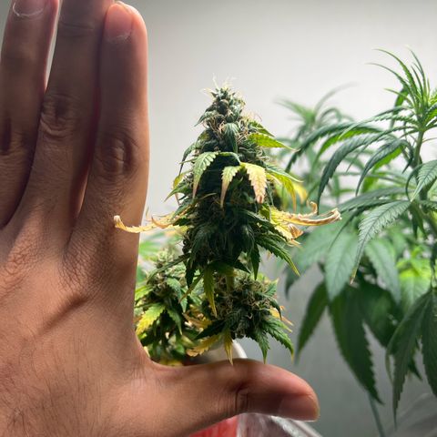 Auto Northern Lights growlog timeline photo