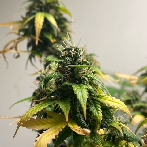 Auto Northern Lights growlog timeline photo