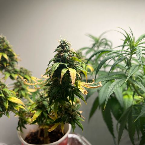 Auto Northern Lights growlog timeline photo