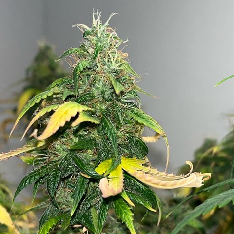 Auto Northern Lights growlog timeline photo