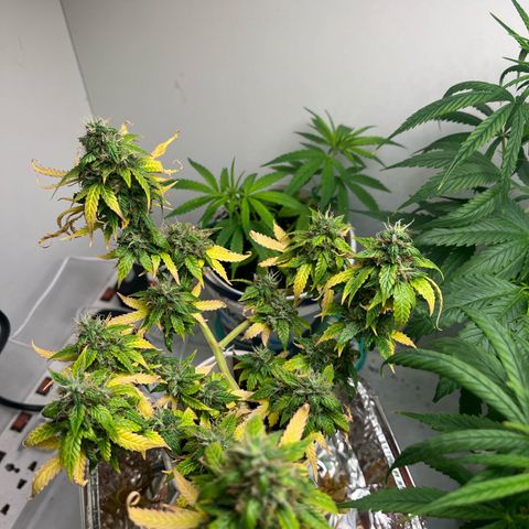 Auto Northern Lights growlog timeline photo