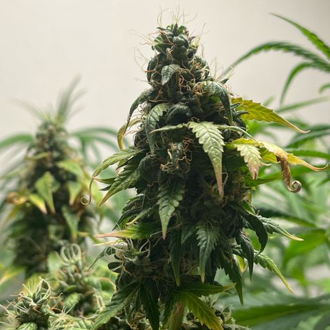 Auto Northern Lights growlog timeline photo