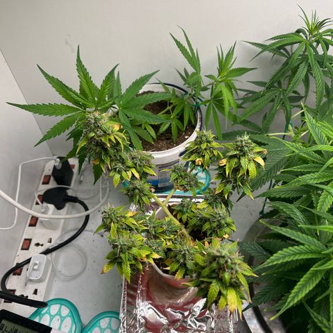 Auto Northern Lights growlog timeline photo