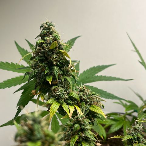 Auto Northern Lights growlog timeline photo