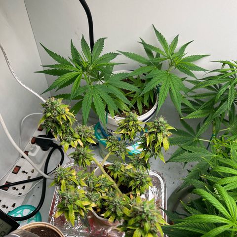 Auto Northern Lights growlog timeline photo