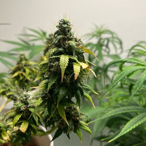 Auto Northern Lights growlog timeline photo