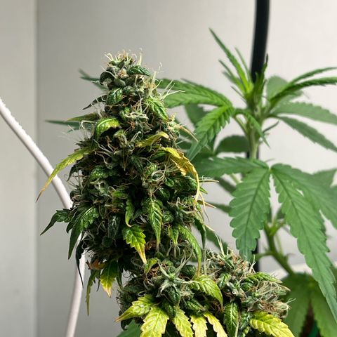 Auto Northern Lights growlog timeline photo