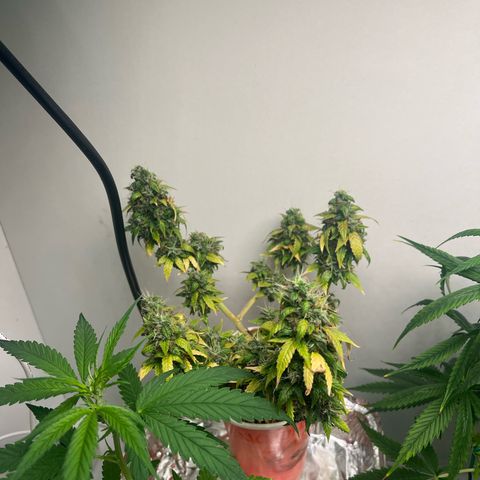 Auto Northern Lights growlog timeline photo
