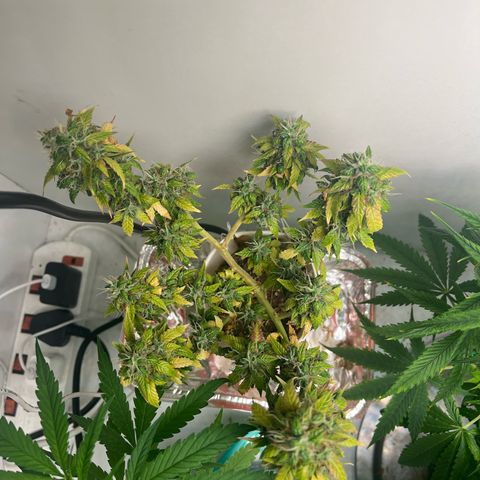 Auto Northern Lights growlog timeline photo