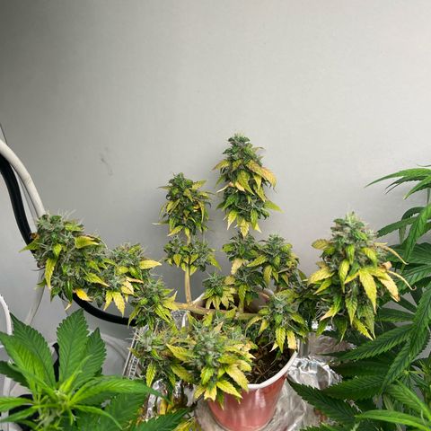Auto Northern Lights growlog timeline photo