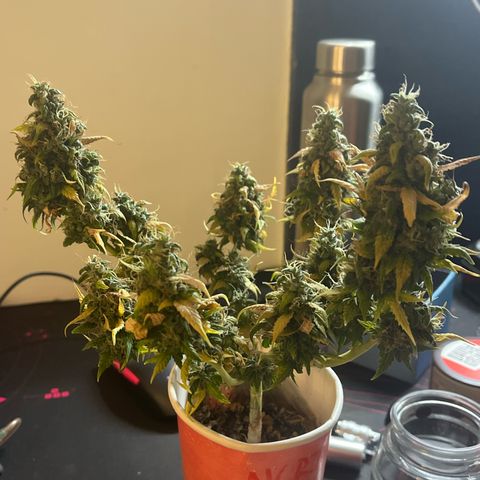 Auto Northern Lights growlog timeline photo